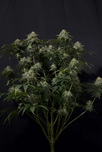Gorilla Cookies FAST Fem