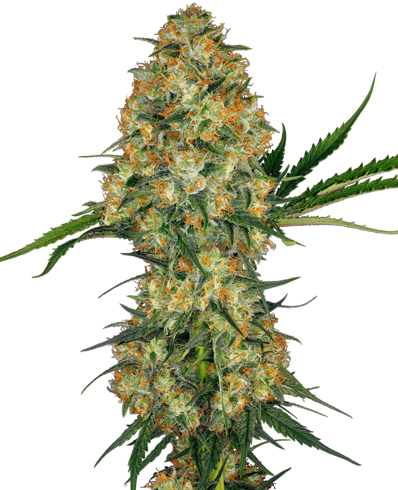Hindu Kush Strain Regular Cannabis Seeds by Sensi Seeds