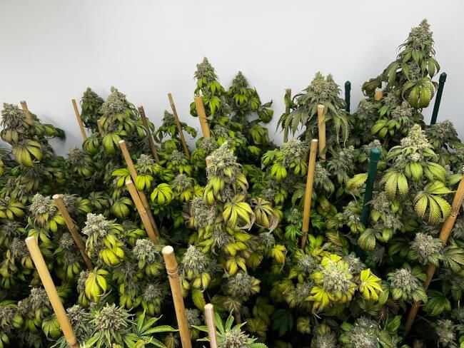 Indiana Bubble Gum S1 seeds