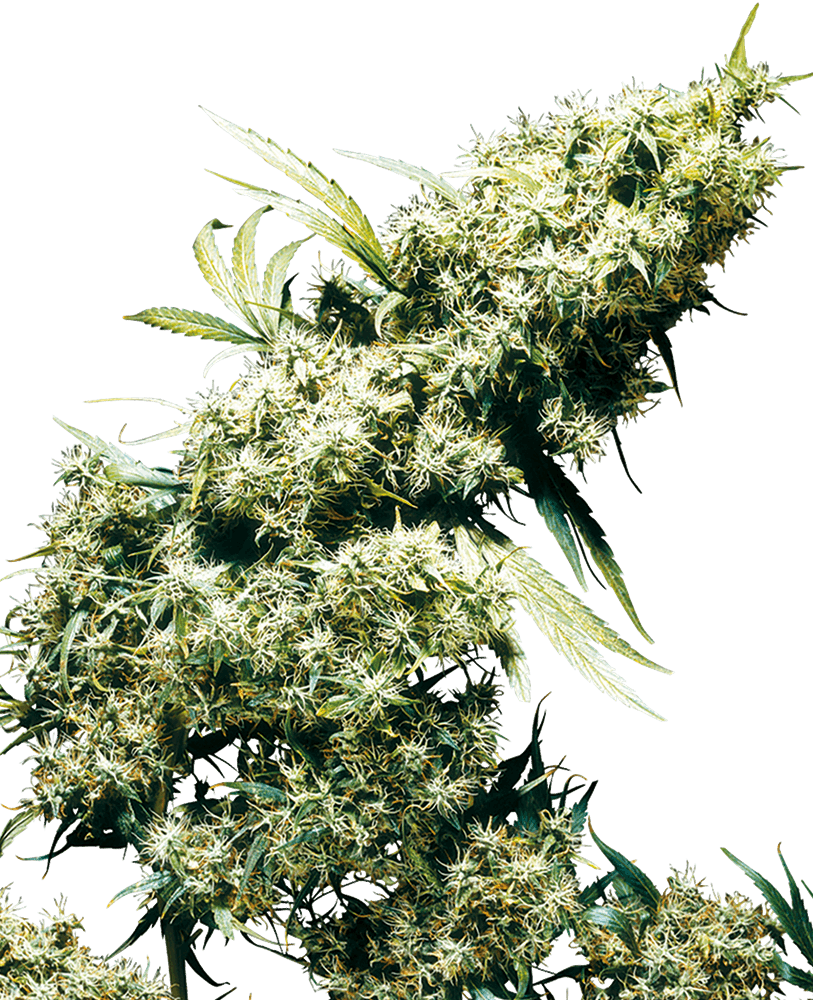 JAMAICAN PEARL (REG)