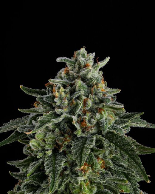 JET PUFT Feminized Photoperiod Seeds Compound Genetics