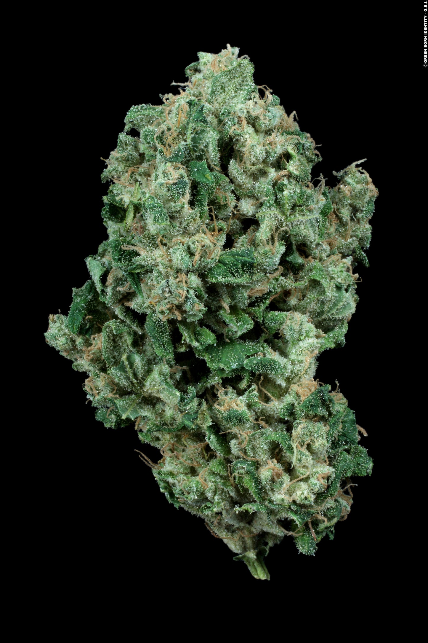KANDY KUSH (FEM)