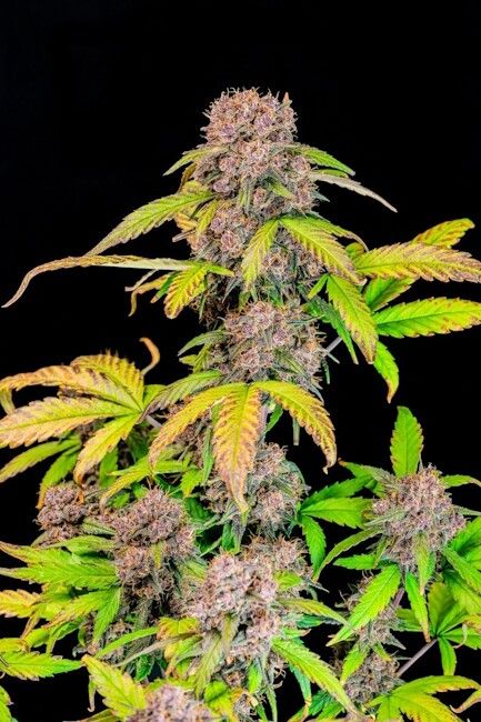 Lemon Cherry Cookies Auto Fem FASTBUDS USA