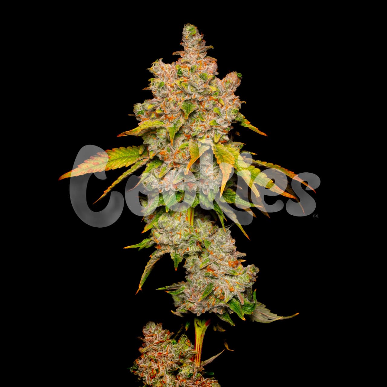 LEMON CHERRY SHERB (FEM)