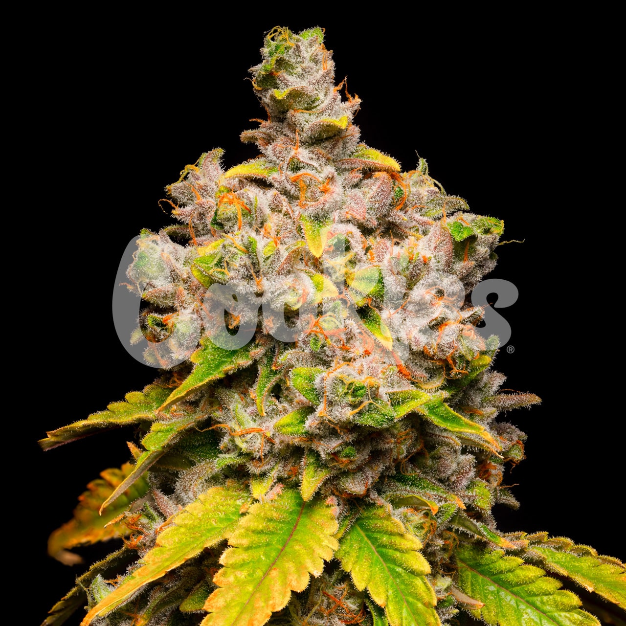 LEMON CHERRY SHERB (FEM)