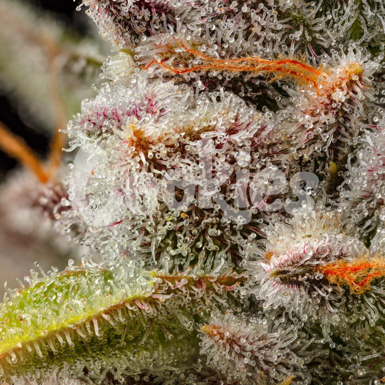 LEMON CHERRY SHERB STRAIN, LEMON CHERRY GELATO X SUNSET SHERBET, COOKIES FEMINIZED SEEDS