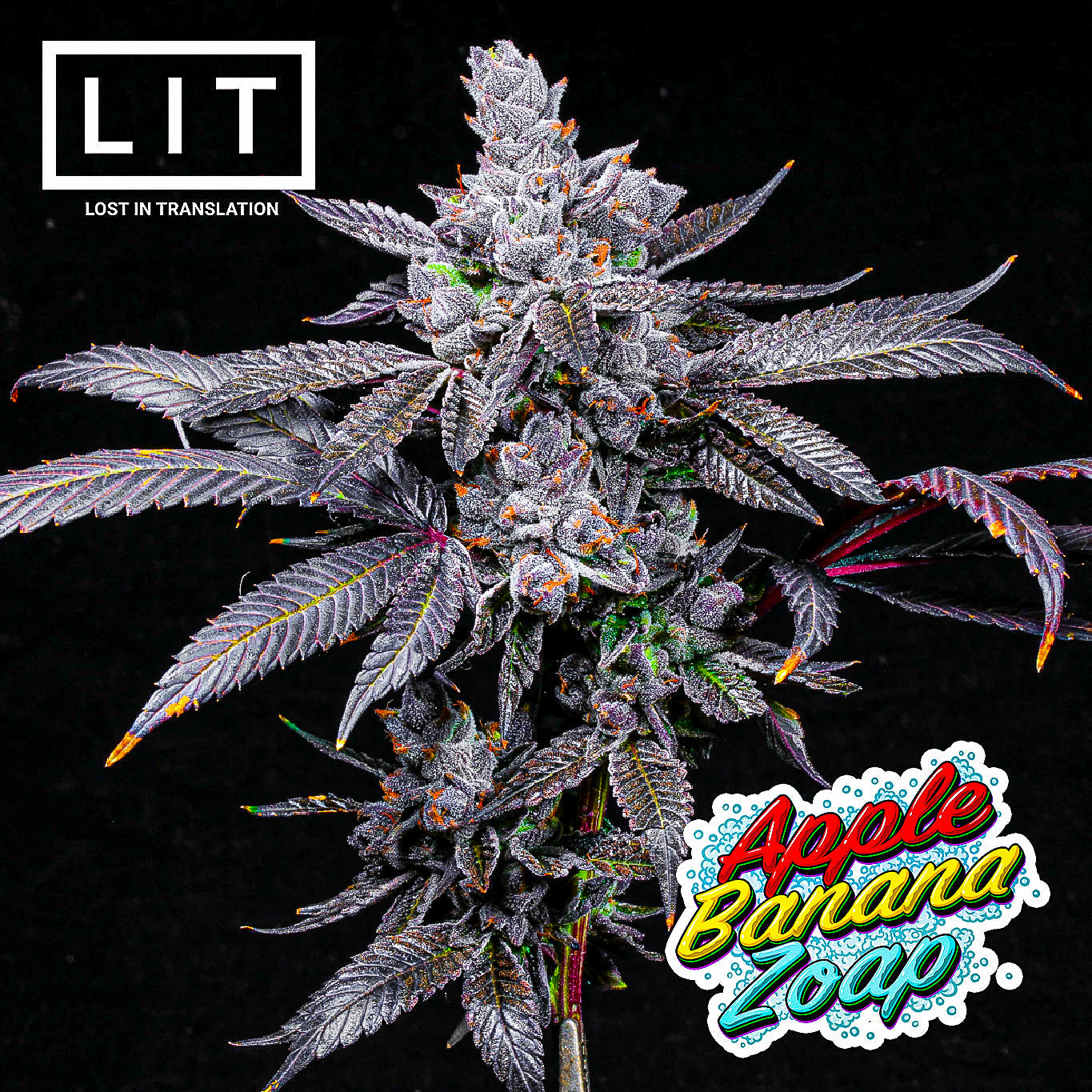 APPLE BANANA ZOAP (APPLES & BANANAS X ZOAP) LIT FARMS SEEDS
