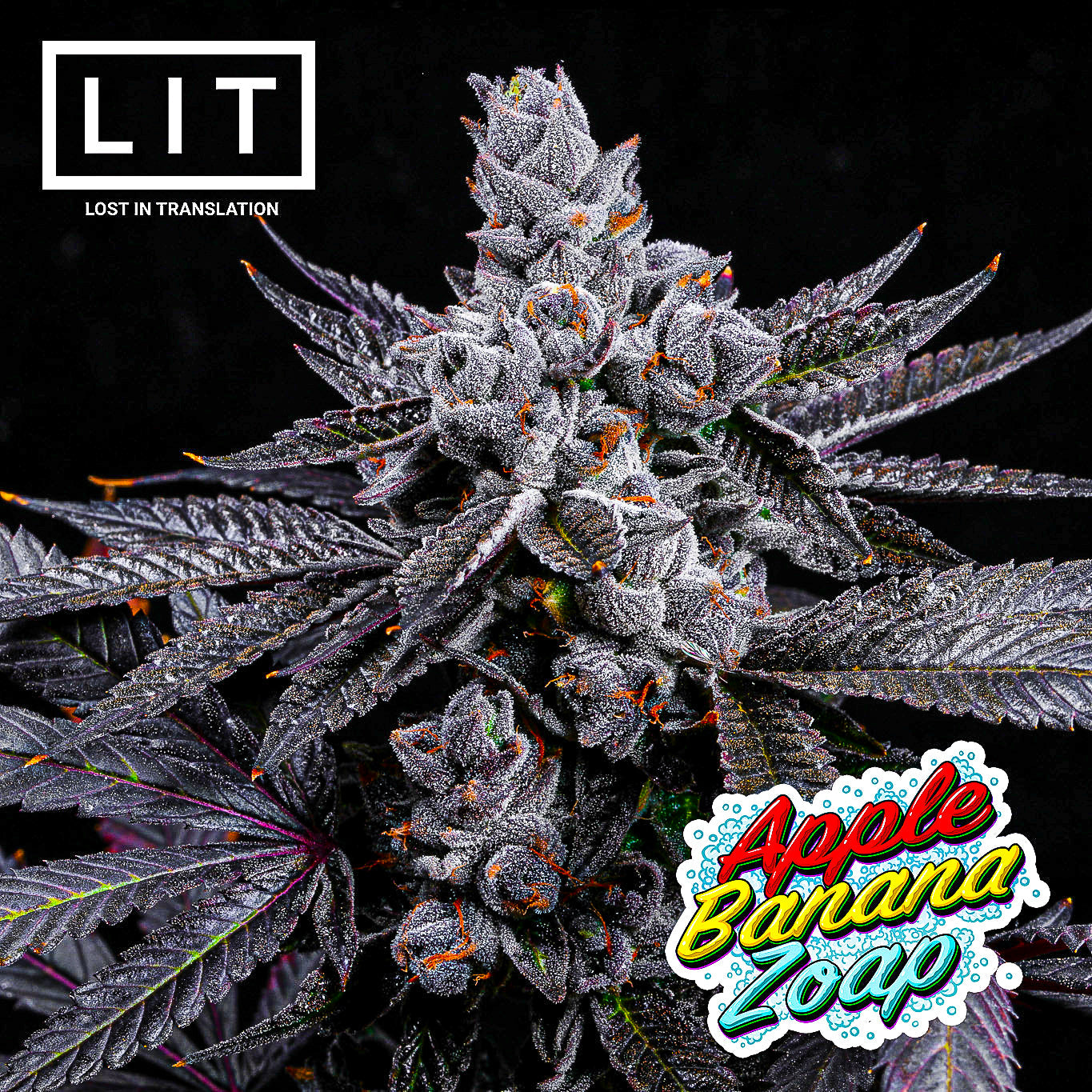 APPLE BANANA ZOAP (APPLES & BANANAS X ZOAP) FEM