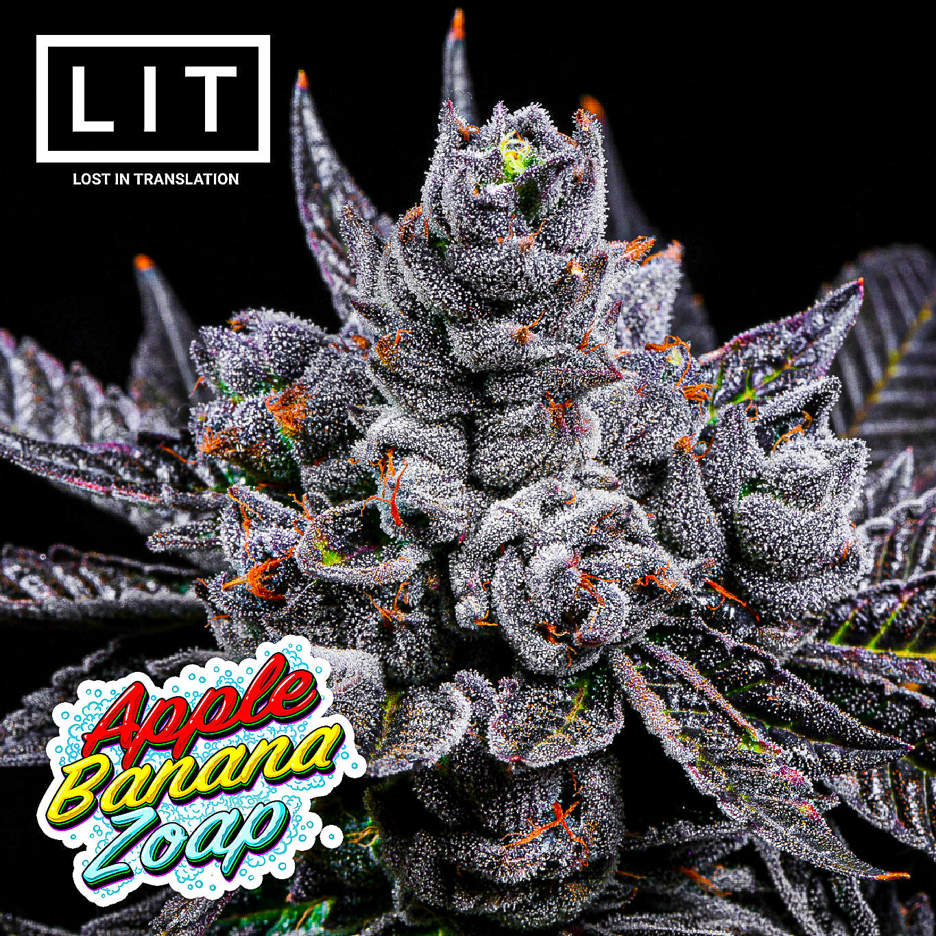 APPLE BANANA ZOAP (APPLES & BANANAS X ZOAP) FEM
