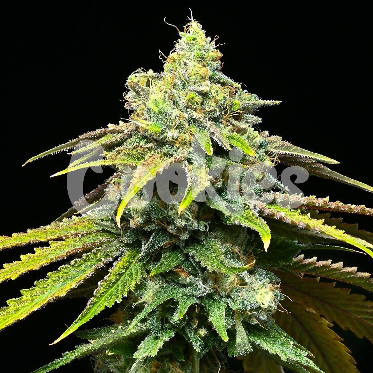 MOTOR CITY STRAIN, MOTORBREATH #15 X RUNTZ, COOKIES FEMINIZED SEEDS