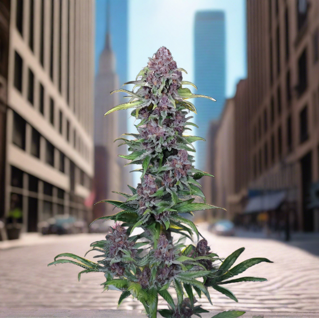 NYC VAPOR (FEM)
