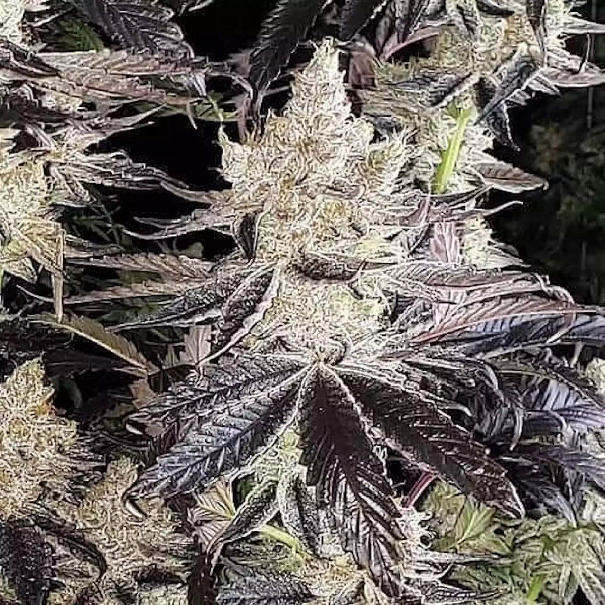 Official Ethos Genetics Ethos Cookies R2 photograph