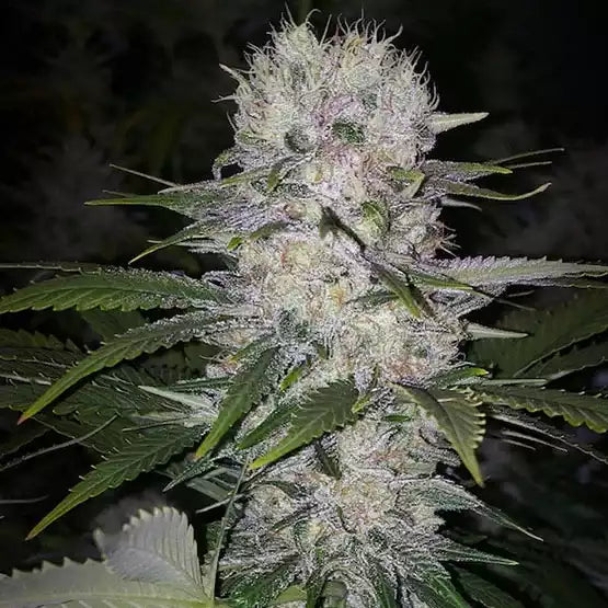 Official Ethos Genetics Skunk Hero RBX1 photograph