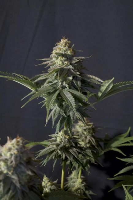 Orange Sherbet FAST Fem