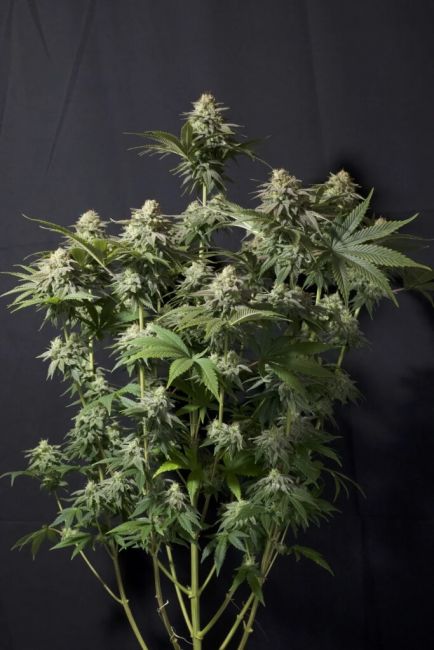 Orange Sherbet FAST Fem