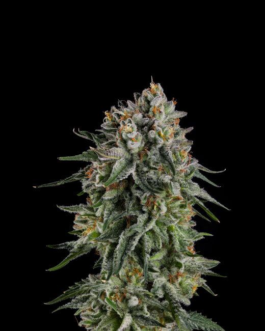 OC ORANGES Feminized Photoperiod Seeds Compound Genetics
