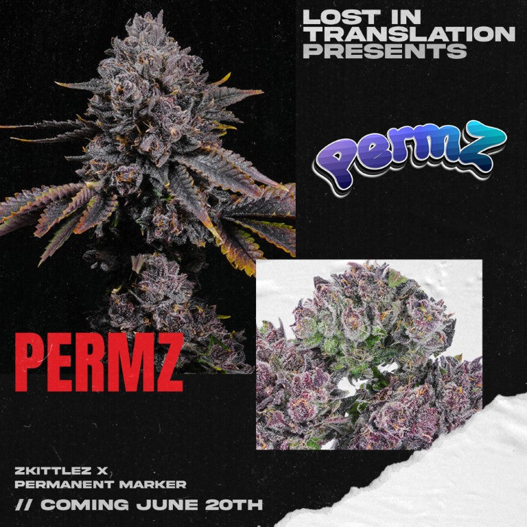 PERMZ (PERMANENT ZKITTLEZ) FEM
