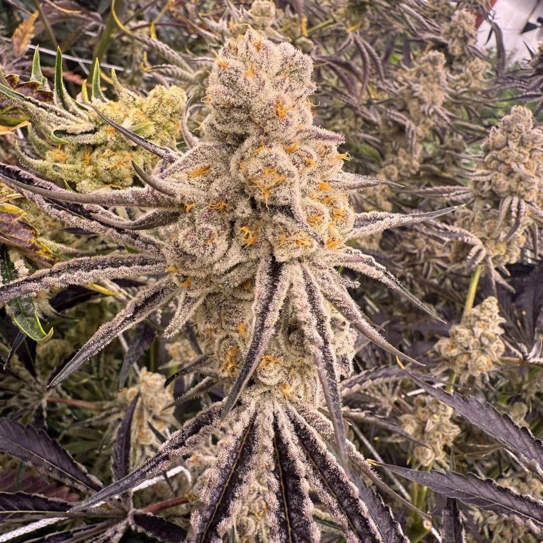 PLATINUM IX (FEM)