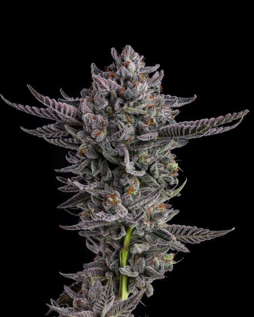 POLAR POP (FEM)