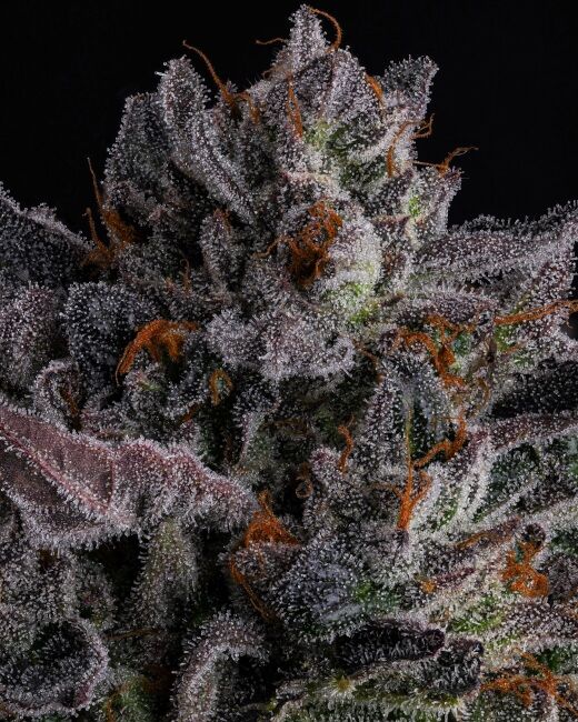POLAR POP Feminized Photoperiod Seeds Compound Genetics