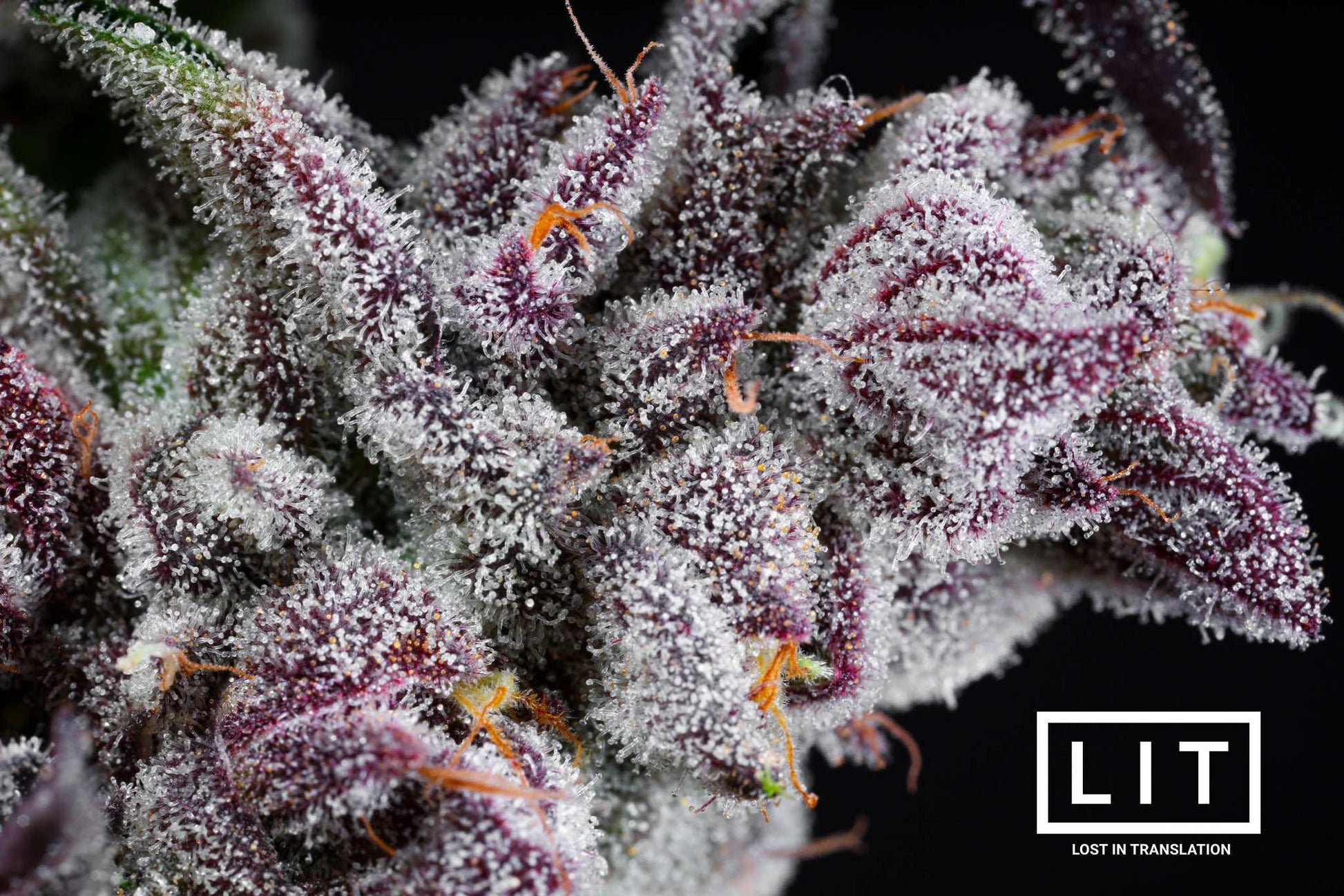 PINK KITTY (WAP X ZOAP) FEM