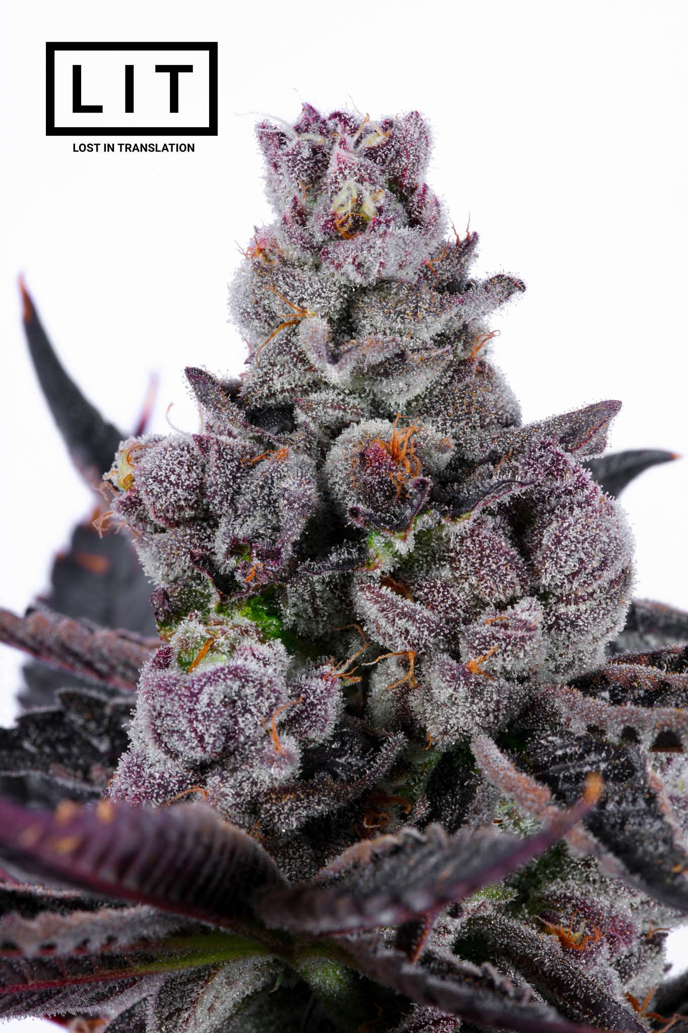 PINK KITTY (WAP X ZOAP) FEM