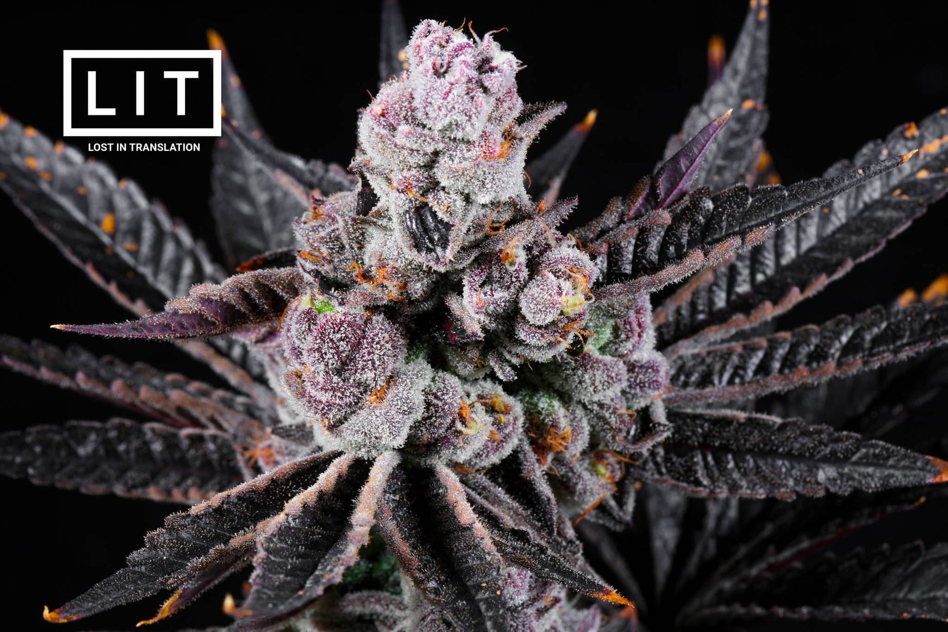 PINK KITTY (WAP X ZOAP) LIT FARMS SEEDS