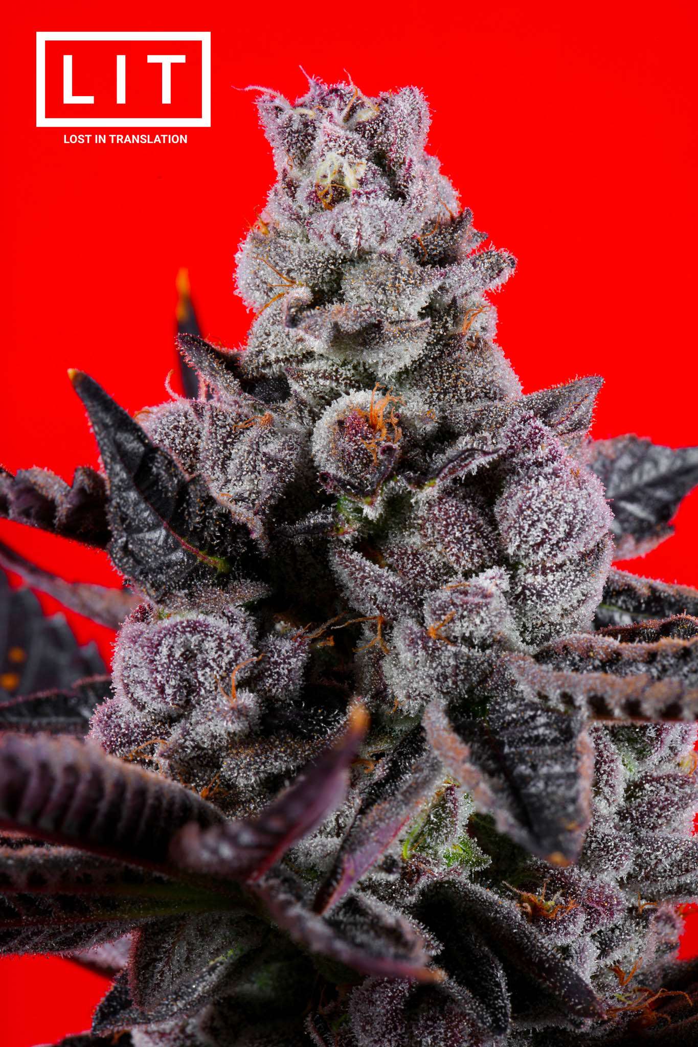 PINK KITTY (WAP X ZOAP) FEM