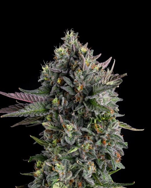 PUFFINZ (FEM)
