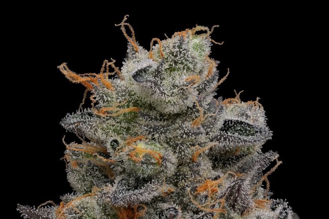 Purple Afghan Kush (Reg)