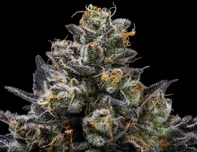 Purple Afghan Kush (Reg)