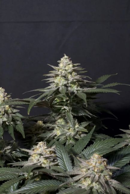 Purple Lemonade FAST Fem