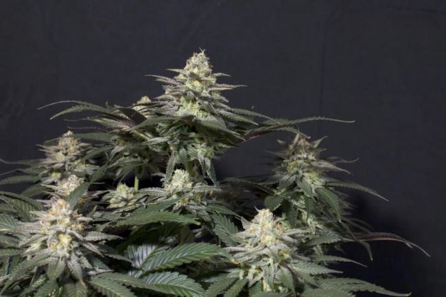 Purple Lemonade FAST Fem