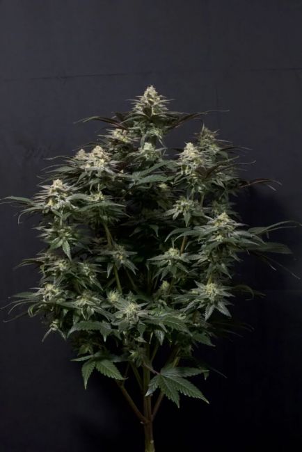 Purple Lemonade FAST Fem FastBuds