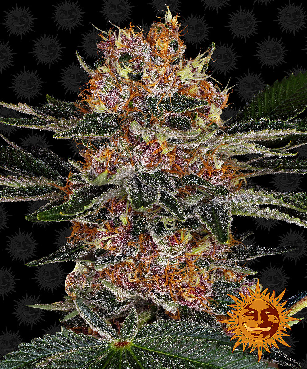 PURPLE PUNCH AUTO STRAIN