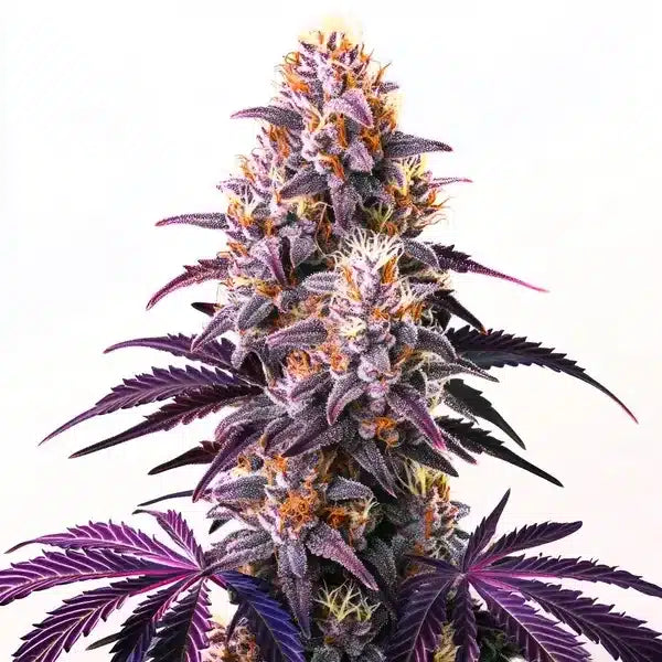 PURPLE KUSH (HINDU KUSH X PURPLE AFGHANI) FEM