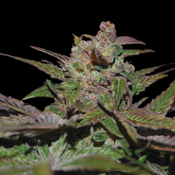 Purple Wreck Feminized Cannabis Seeds DNA Genetics