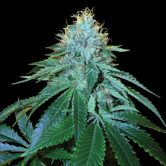 THE OG #18 (FEM)