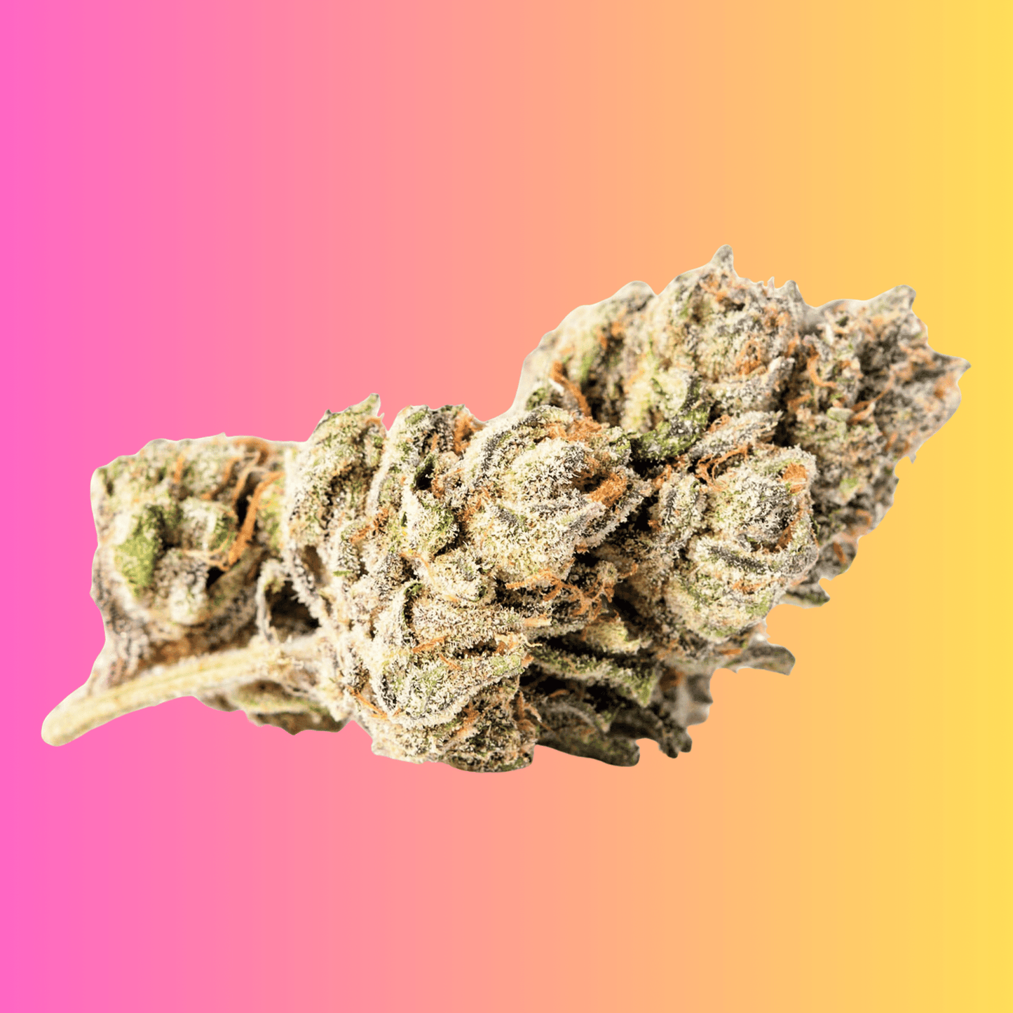 ZKITTLEZ (F)