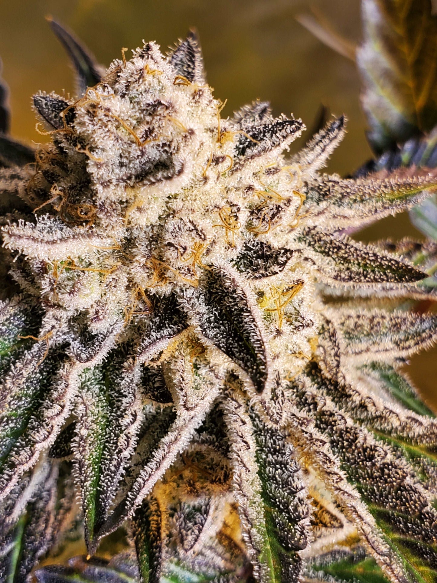 PURPLE MACARON (FEM)
