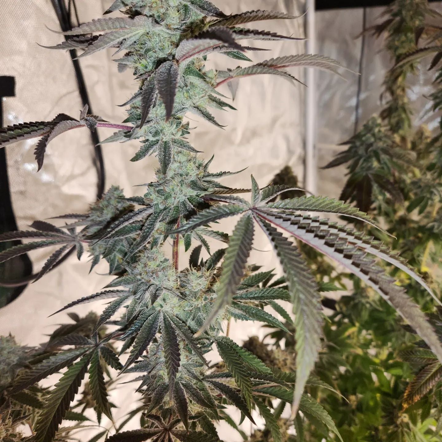 LEMON CHERRY GELATO S1
