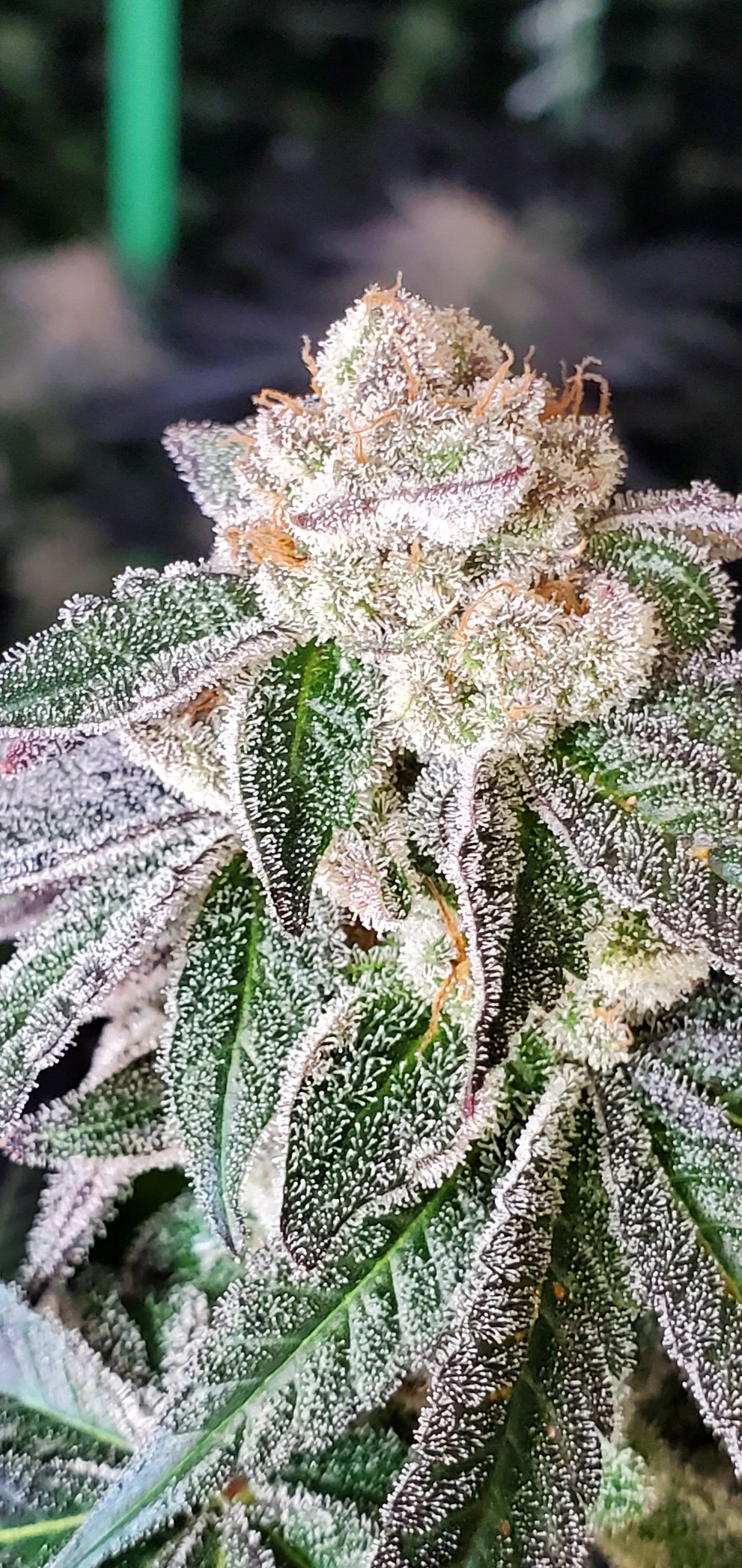 COSMIC LACEZ (FULL THRUST X LACEZ) FEM