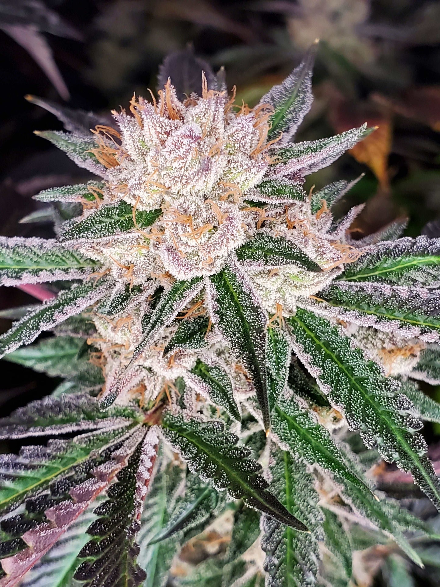 GRAPE VINEZ STRAIN FEMINIZED CANNABIS SEEDS GRAPE VINE GRAPE VINES