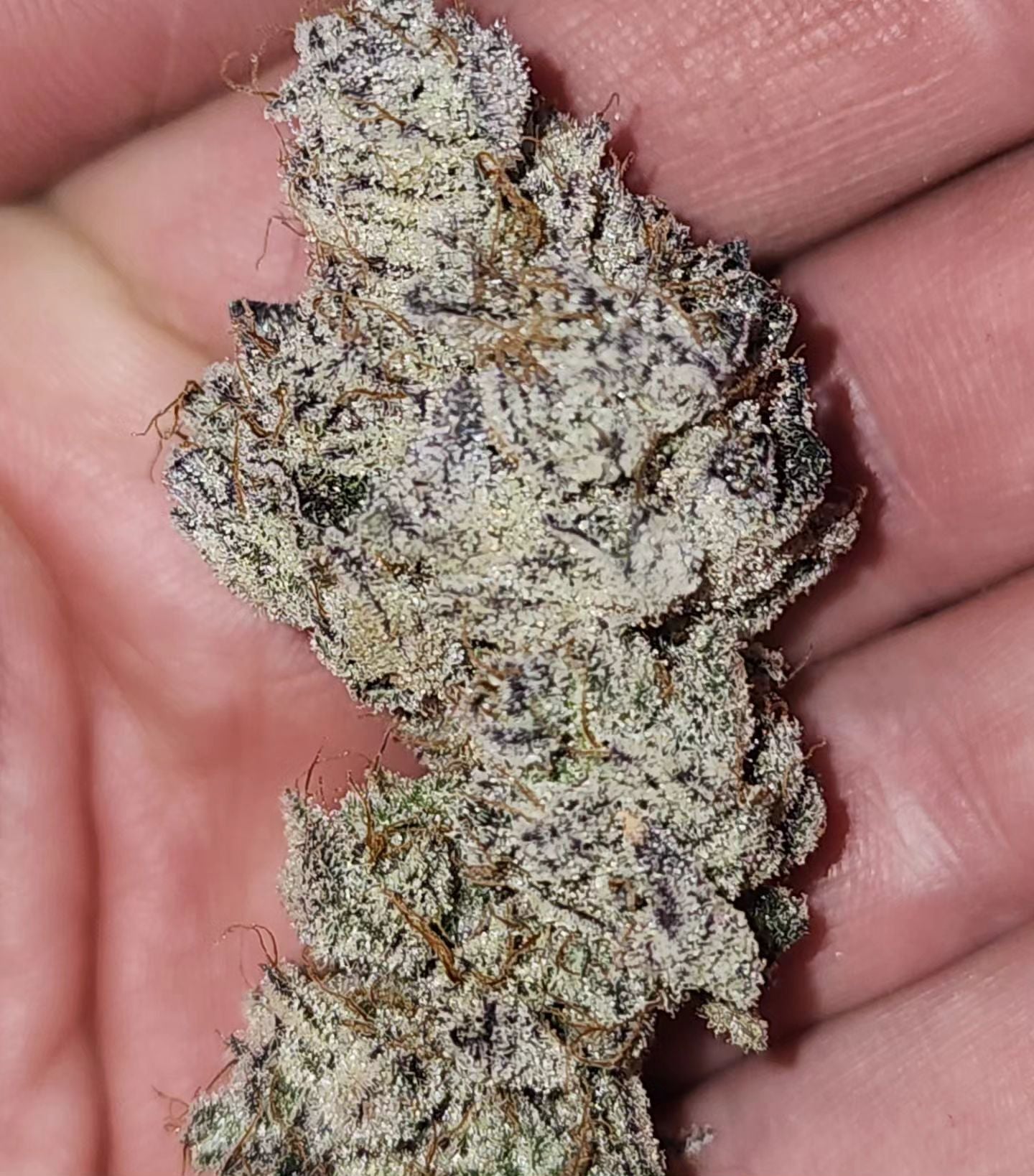 COOKIE MILK (FEM)