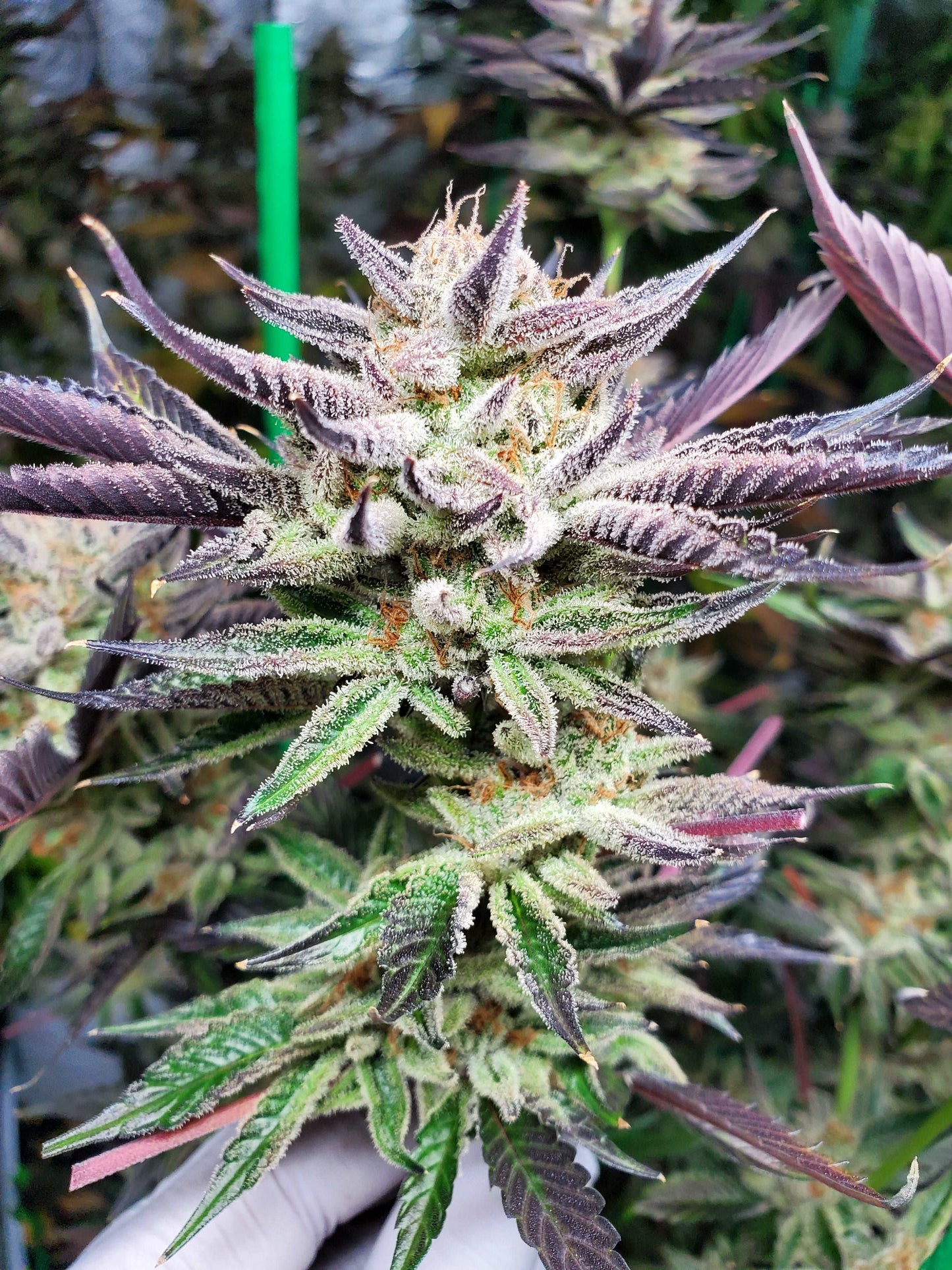 FROOTIEZ (FEM)