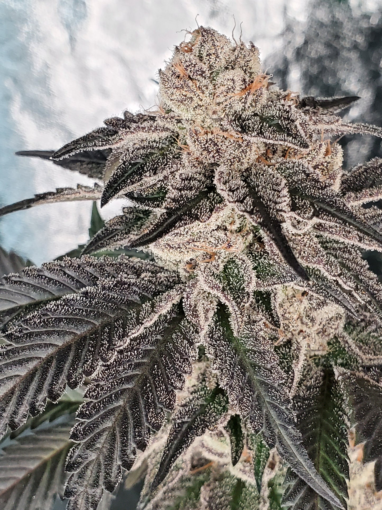 GRAPE TOOTSIE FLOWER