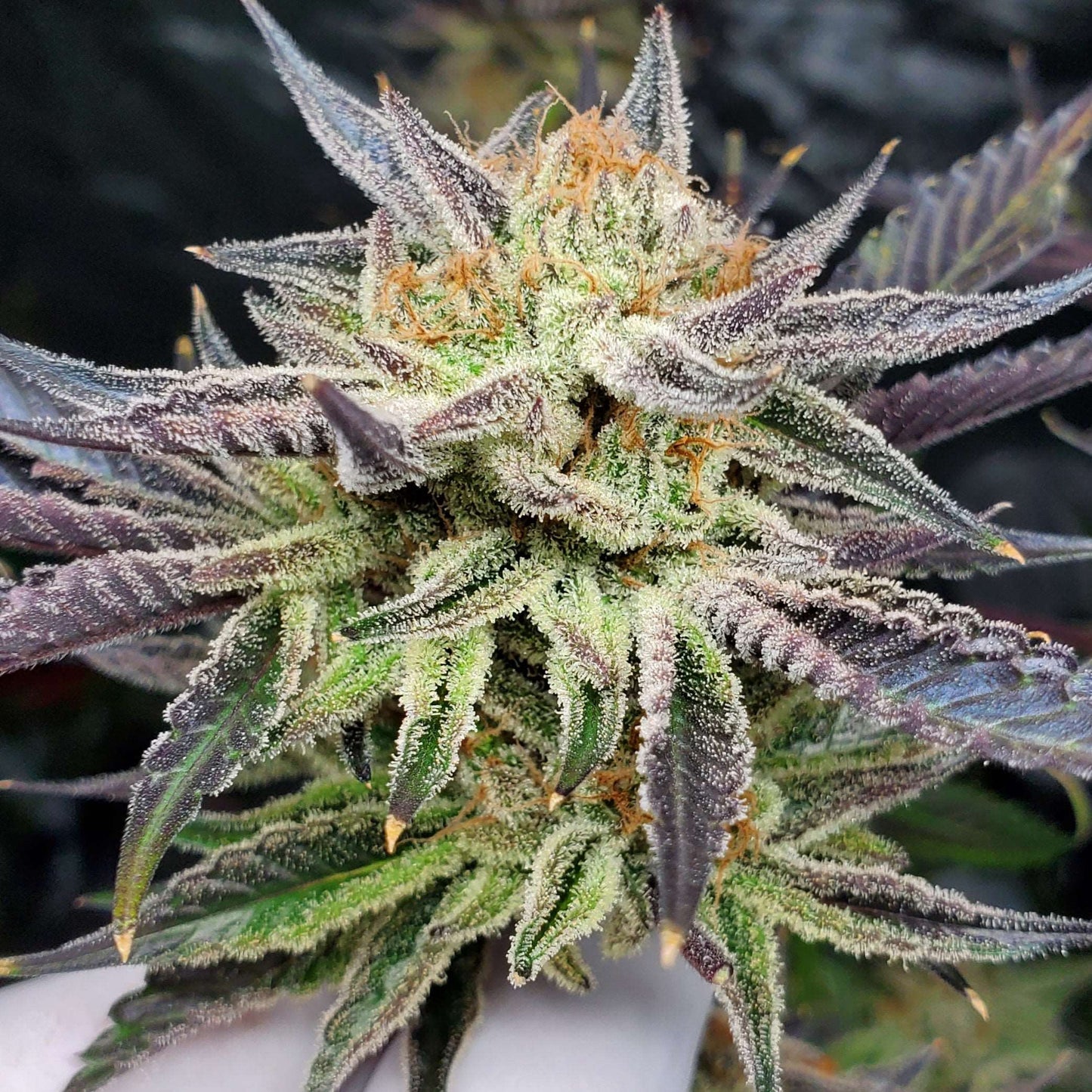 FROOTIEZ (FEM)