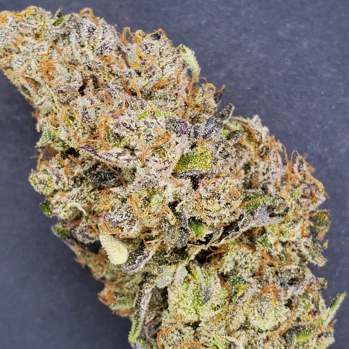 CHOCOLOPE FLOWER