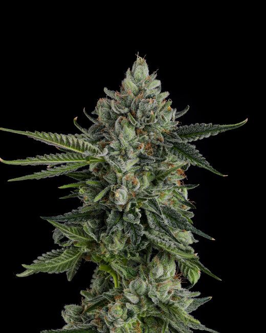 ROSE GOLD RACKZ 3-Pack Feminized Photoperiod Seeds Compound Genetics