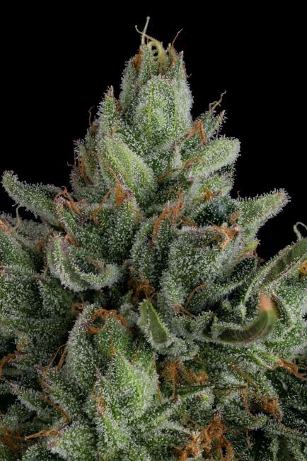 ROSE GOLD RACKZ (FEM)